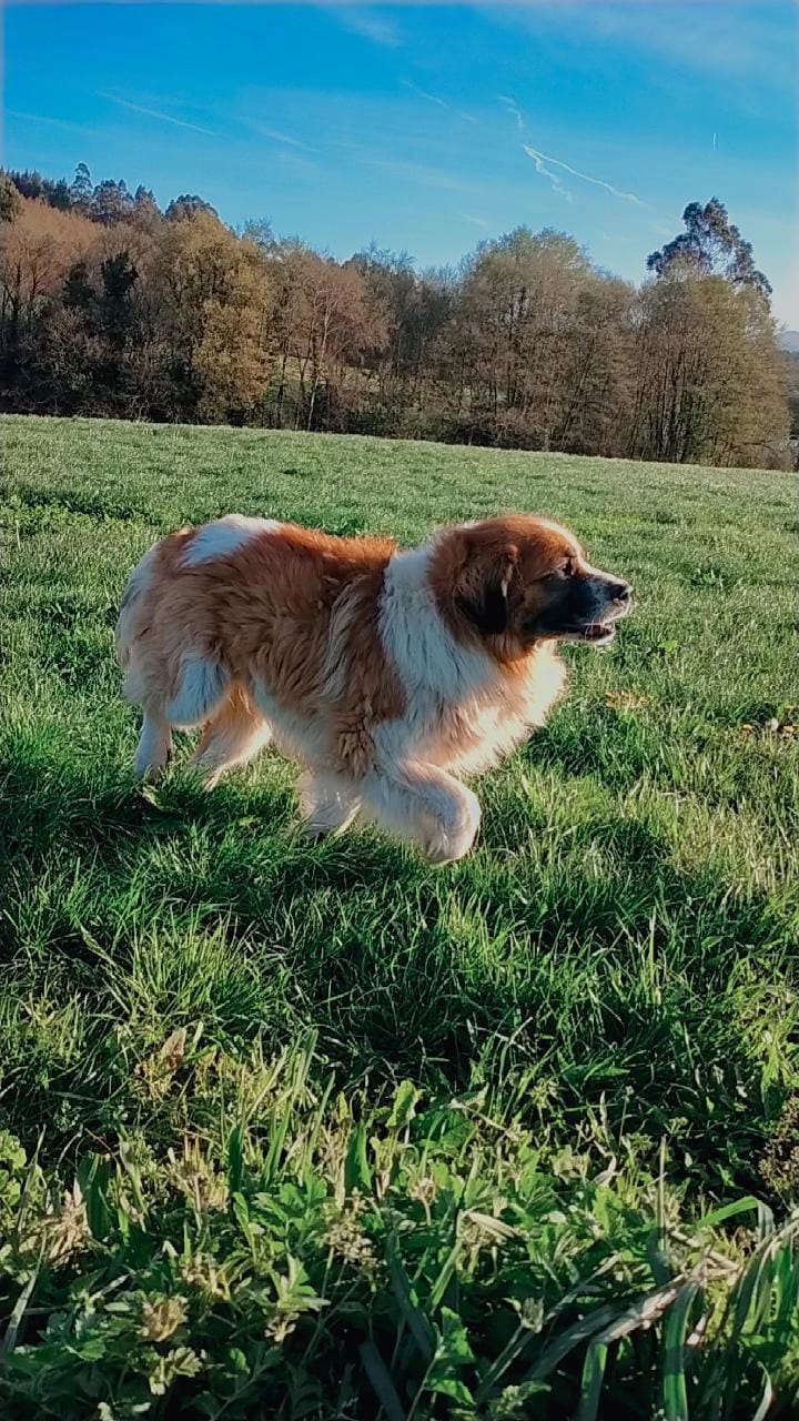 Malibú