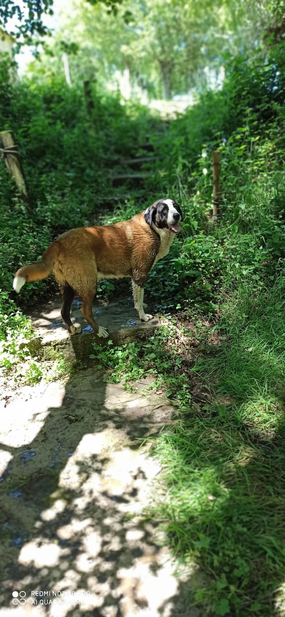 Nala