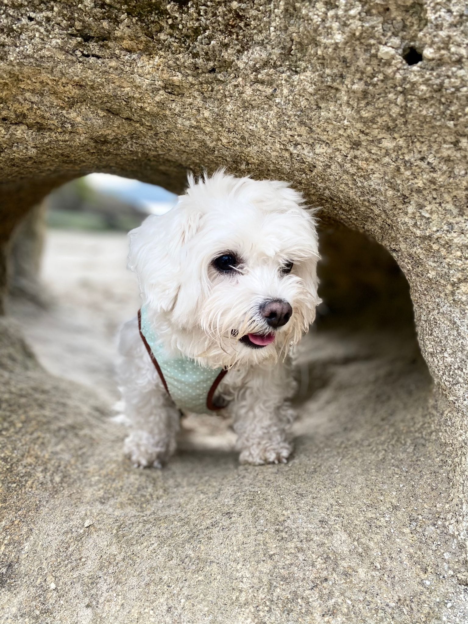 Rocki